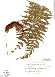 Image result for Amauropelta