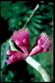 Image result for Syzygium komatiense