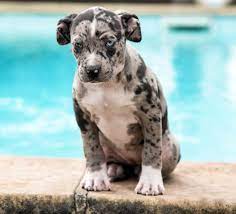 The merle american bully will now forever be taken seriously as a part of the american bully breed. Xl American Bully Merle Babyhunde Doggen Welpen Niedliche Hunde