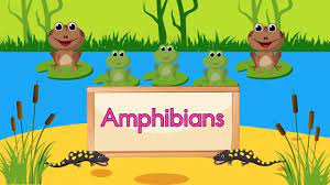 Amphibian Song Animated Preschool Activities Have Fun Teaching Amphibians