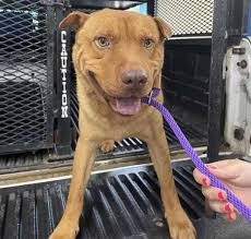 English Bulldog Adoption in Shelby, NC: English Bulldog Puppies for Sale in  Shelby, NC