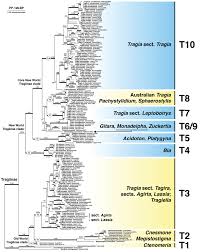 Image result for Tragia rupestris