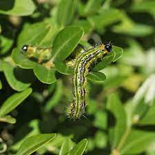 Produits à base de bacillus thuringiensis ssp aizawai. Se Debarrasser De La Pyrale Du Buis Nos Solutions En Lutte Biologique Jardins Animes