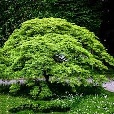 Weeping Japanese Maple Viridis For Sale Online The Tree Center Japanese Maple Tree Green Japanese Maple Japanese Garden
