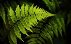 Fern Wikipedia The Free Encyclopedia Plants Ferns Plant Leaves