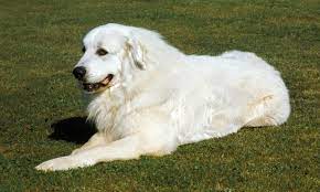 Check spelling or type a new query. Get To Know 25 Of The Best Great Pyrenees Mixes K9 Web