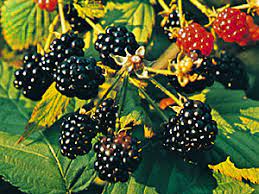Most fruit trees take a long time to start bearing fruit, but there are some varieties that will give you fruit in just a few years. Blackberry Fruit Britannica
