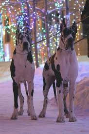 How much do great dane puppies cost? 840 Gentle Giant Great Dane Ideas Great Dane Dane Great Dane Dogs