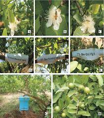 The pollen is too heavy and sticky for successful wind pollination. Influence Of Bee Attractants On Pollination And Yield Parameters In Guava Psidium Guajava L Semantic Scholar
