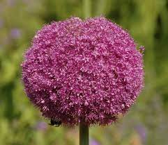Allium Lucy Ball Flowering Onion Allium Flowers Flower Seeds Flowers