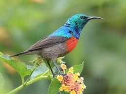 Image result for Cogniauxia podolaena