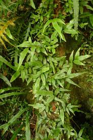 Image result for Arthropteris