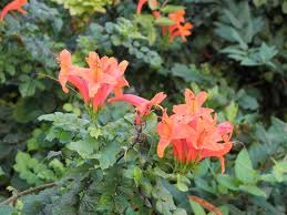 Image result for Tecomaria nyassae