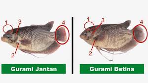 Dulu ane pernah berkunjung ke farm gurame tmn ane di desa pabuaran bojong gede. 5 Cara Budidaya Ikan Gurame Dengan Tepat Menguntungkan