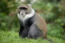 White Throated Guenon Extinct And Endangered Animals Monkeys Funny Unusual Animals