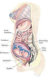 Pin On Pregnancy