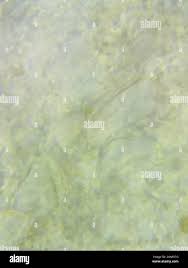 Image result for Chlorosplenium chlora