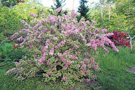 Image result for Weigela