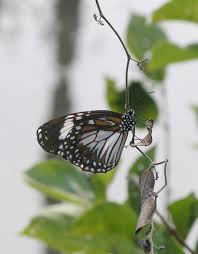 Image result for Stathmostelma gigantiflorum