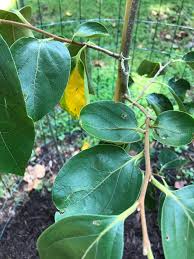 Fuyu persimmon tree fruiting and companion planting for fuyu persimmon trees. Fuyu Persimmon Tree Leaves Yellow General Fruit Growing Growing Fruit