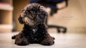 La trombocitopenia inmunomediada (así se llama) provoca que el propio organismo, el sistema sea cual sea la razón de la enfermedad del perro el hecho de tener conocimiento de ella nos permitirá ser. Trombocitopenia Mediada Por El Sistema Inmunologico