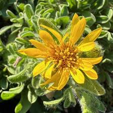 Image result for Mostuea brunonis