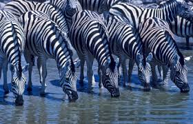 However, they usually graze together even though they do not interbreed. Plains Zebra Facts Common Zebras Equus Quagga