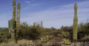 Mexican Cardon Cactus The Worlds Largest Cactus Arizona