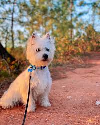 Image result for white yorkshire terrier