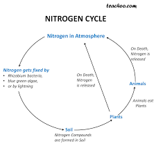Nitrogen Cycle Diagram With Steps Explained Teachoo
