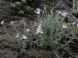 Image result for Jamesbrittenia myriantha