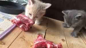 Eating something out of the ordinary could be toxic for them. Angora Kittens Eating Raw Meat Diet My Cats Eat Raw Meat Bones Youtube
