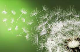 Dandelion Fly Dandelion Dandelion Flower White Gardens