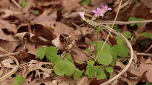 Image result for Oxalis debilis