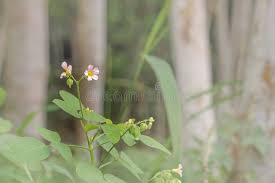 Image result for Oxalis barrelieri