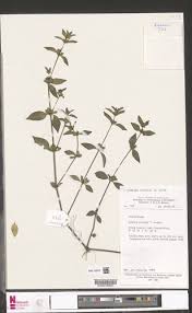 Image result for Justicia striata