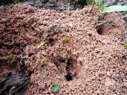 Cuando el nido se localiza fuera de casa, las hormigas. Hormigas Construyendo Su Casa Youtube
