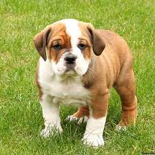 Although the frenchie is a popular mixed breed pup, in this article, we're going to focus on the english bulldog. English Bulldog Mix Puppies For Sale Greenfield Puppies