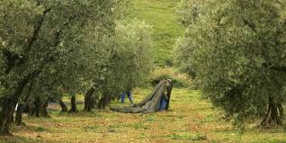 La Mouche De L Olive Compromet La Production Oleicole En Provence Le Point