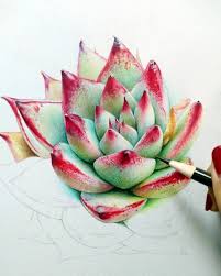Happy New Week Who Loves Succulents As Much As I Do Crx113 Did A Really Great Job On This Drawing An Color Pencil Drawing Color Pencil Art Pencil Art