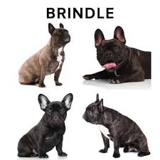 In colors of pied, fawn or brindle, french bulldogs have short coats that are close, smooth and with a fine texture. What Colors Do French Bulldogs Come In Plus Image Guide