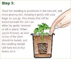 We did not find results for: How To Repot A Tomato Seedling Repotting Tomatoes Gardener S Supply Tomato Seedlings Seedlings Garden Supplies