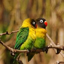Masked Lovebirds Love Birds Pet Care Pet Fresh