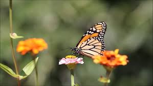 These bright orange, compact cosmos will light up your garden on even the cloudiest days. Monarch Butterfly Danaus Plexippus On Stock Footage Video 100 Royalty Free 19461154 Shutterstock