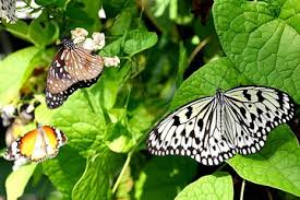 Butterfly park is a nice place to visit most specially if you are a butterfly lover. The 10 Best Kuala Lumpur Butterfly Park Tours Tickets 2021 Viator