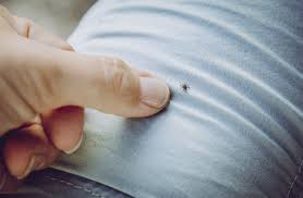 Lyme Disease Symptoms Causes And Treatment