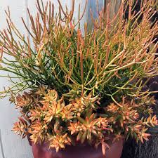 Image result for Euphorbia tirucalli