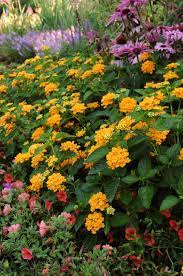 Lantana Pictures National Garden Bureau Lantana Pollinator Garden Cottage Garden Design
