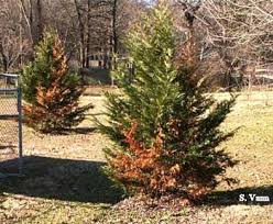 Rule #1 (the golden one): Trees Conifer Diseases