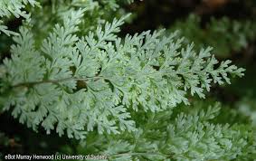 Image result for Hymenophyllum splendidum